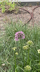 Allium