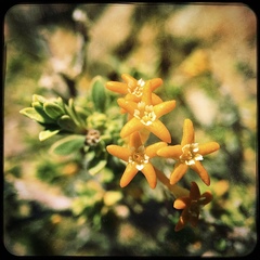 Lasiosiphon deserticola