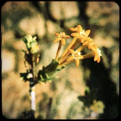 Lasiosiphon deserticola