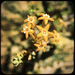 Lasiosiphon deserticola