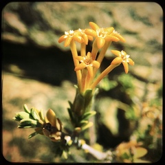 Lasiosiphon deserticola