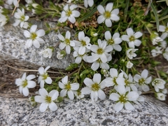 Arenaria ciliata