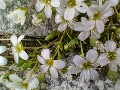 Arenaria ciliata