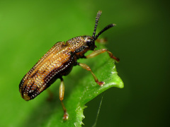 Sumitrosis inaequalis