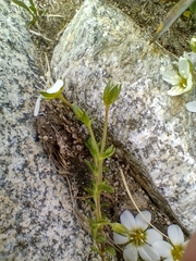 Arenaria ciliata