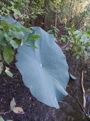 Nelumbo lutea
