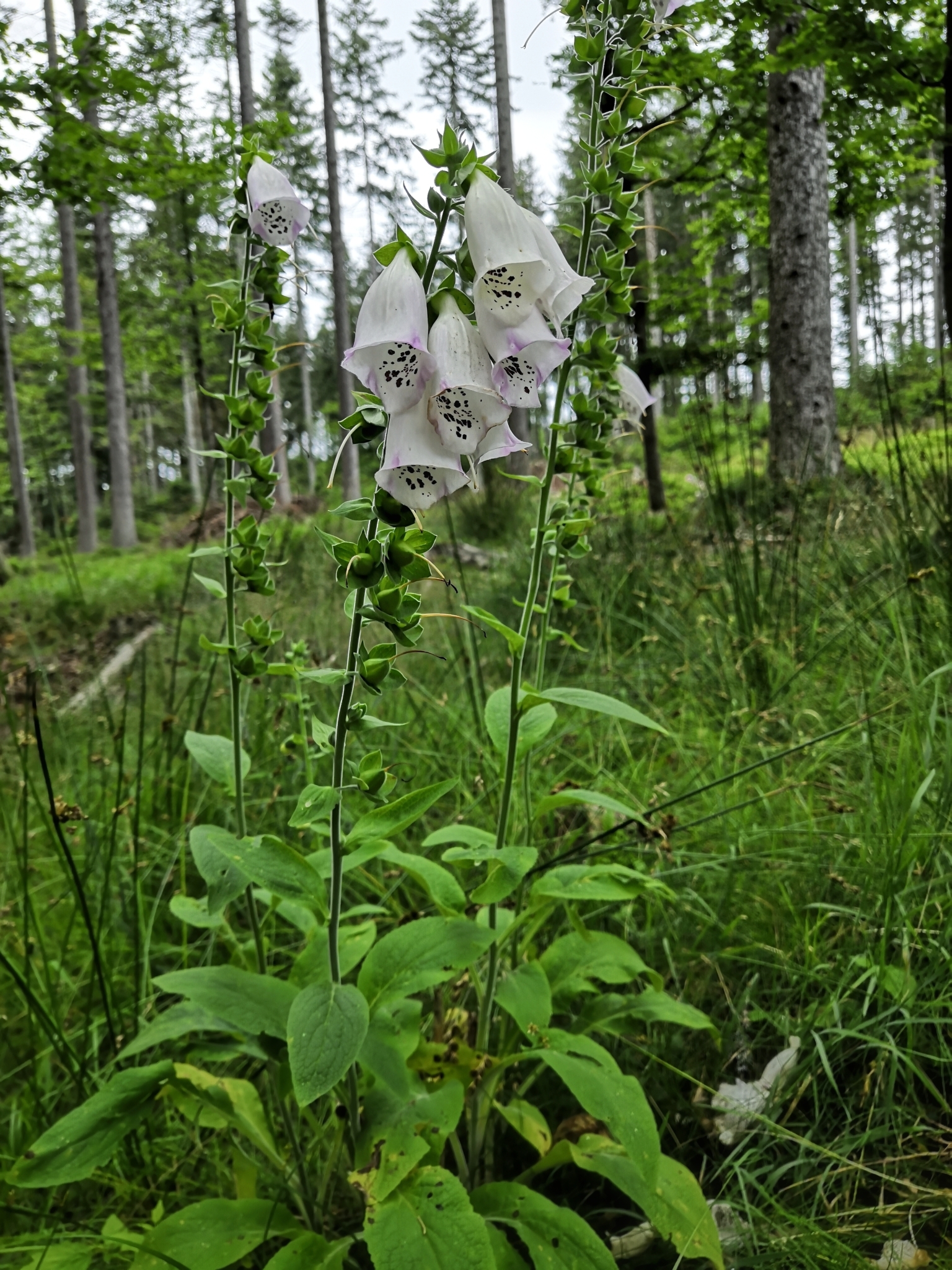 Roter Fingerhut (Digitalis purpurea): Herkunft und Verwendung — foto 3