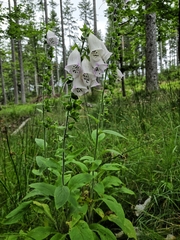 Roter Fingerhut (Digitalis purpurea): Herkunft und Verwendung — Foto 3
