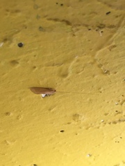 Trichoptera