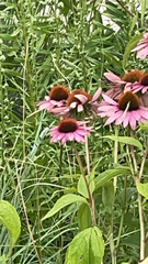 Echinacea purpurea