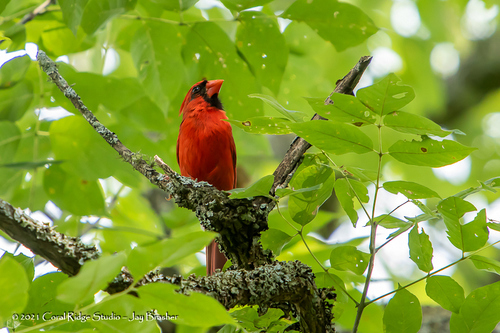 Northern Cardinal photographed in Tennessee