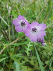 Pholistoma auritum auritum