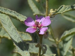 Macroteropsis