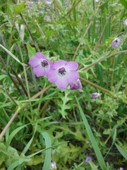 Pholistoma auritum auritum