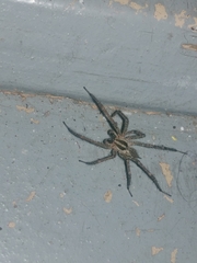 Agelenopsis