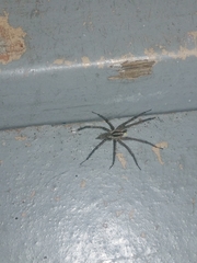 Agelenopsis