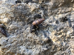 Chondrina
