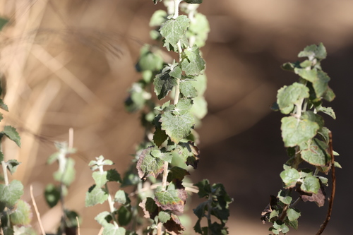 photo of California Brickellbush (Brickellia californica)