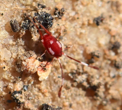 Erythraeoidea
