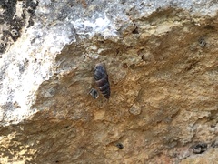 Chondrina