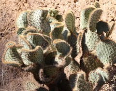 Opuntia leucotricha