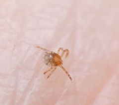 Amblyomma americanum