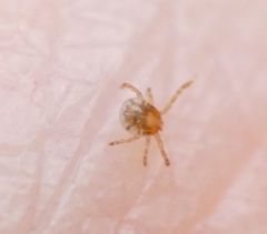 Amblyomma americanum