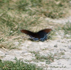 Limenitis arthemis astyanax