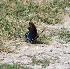 Limenitis arthemis astyanax