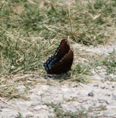 Limenitis arthemis astyanax