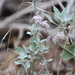 photo of Coastal Wild Buckwheat (Eriogonum cinereum)