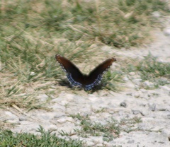 Limenitis arthemis astyanax