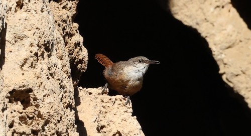 photo of Canyon Wren (Catherpes mexicanus)