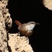 photo of Canyon Wren (Catherpes mexicanus)