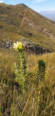 Leucadendron cordatum