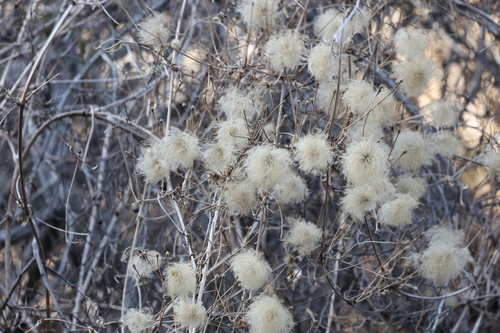 photo of Western Virgin's Bower (Clematis ligusticifolia)
