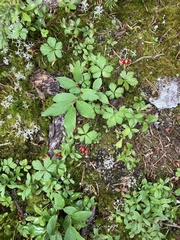 Rubus pedatus
