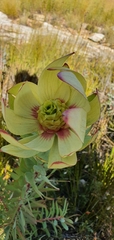 Leucadendron cordatum