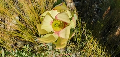 Leucadendron cordatum