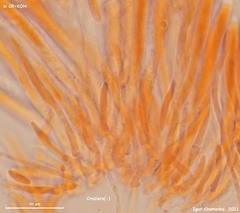Hymenoscyphus vernus