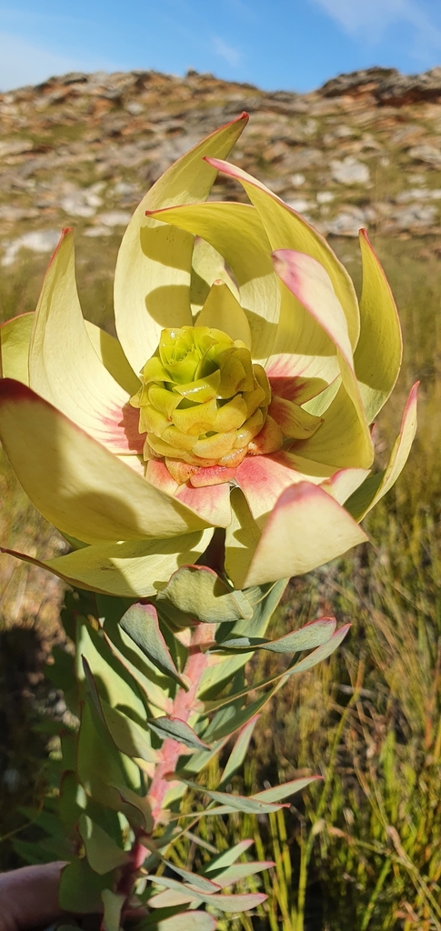 Droopy Conebush