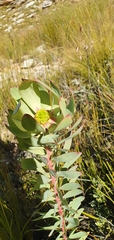 Leucadendron cordatum