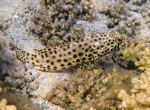 Greasy grouper