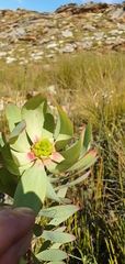 Leucadendron cordatum
