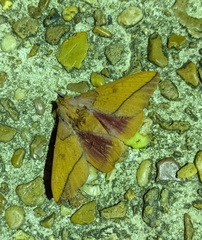 Syssphinx bisecta
