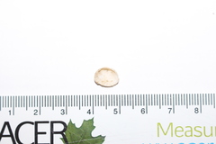 Sphaerium striatinum