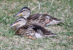 Anas platyrhynchos