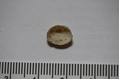 Sphaerium striatinum