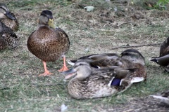 Anas platyrhynchos