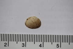 Sphaerium striatinum